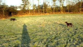Doberman Bella and Buddy playing chase in the field by jad4754 162 views 12 years ago 1 minute, 31 seconds
