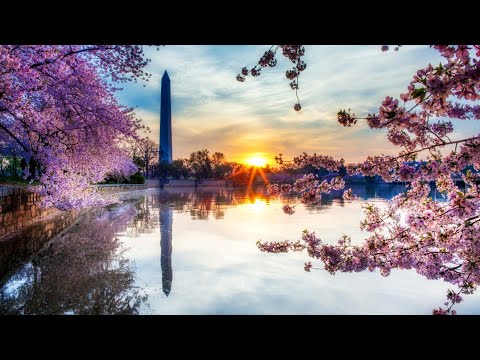 Βίντεο: Ουάσιγκτον, D.C.: National Cherry Blossom Parade Route