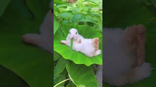 Yavru Tavşan Gibi Dertsiz Tasasız Bir Hayat Diliyorum Resimi