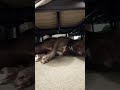 Pitbull Hiding Under Bed Talking To Dad