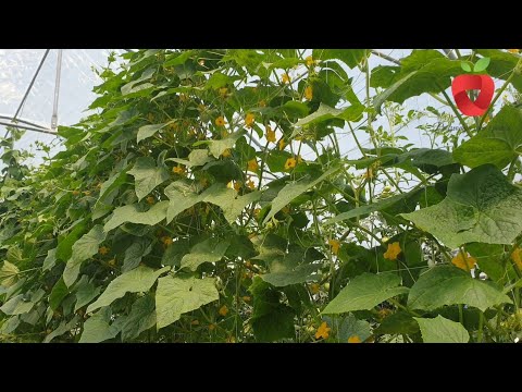 Videó: Ha a heterozigóta magas növényeket keresztezzük?