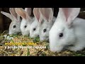 Modelo sostenible y productivo con conejos - TvAgro por Juan Gonzalo Angel