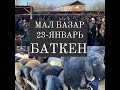 Баткен шаары. Мал базары 23-январь 2021-жыл