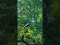 Vantara Nature Beauty Captured in One Video #vantara #viral #shorts #nature #animals #wildlife #wild