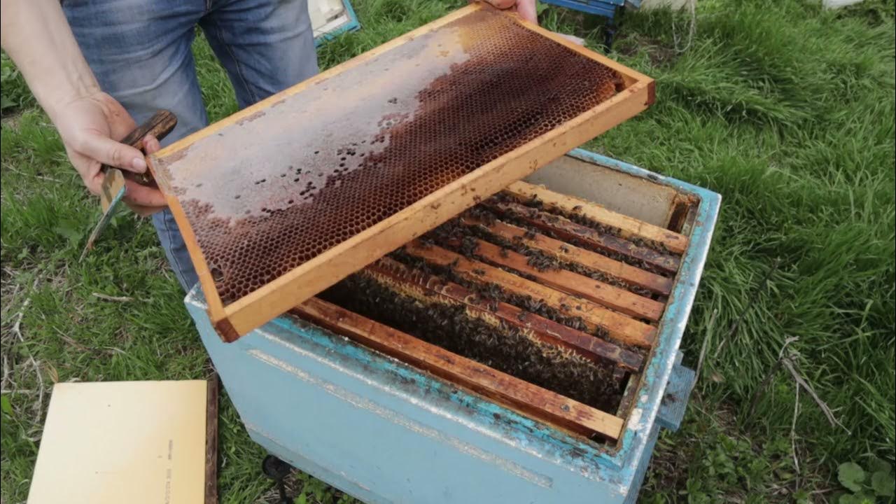 Подкормка пчел полынью. Прополис на рамках. приусадебная пасека. когда давать пчелам стимулирующую подкормку весной.