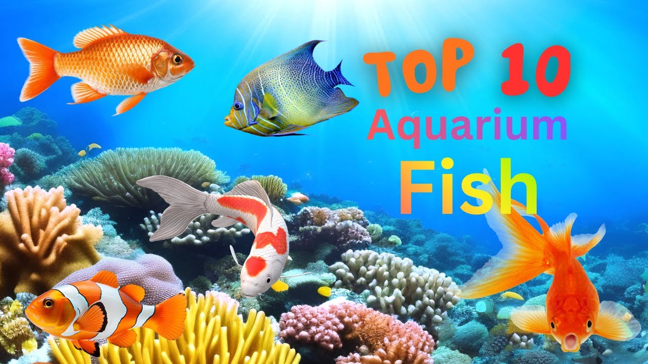 Amarican aquarium Fish United states