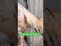 15 Months Old Bird | Home Breed🐓#shorts #rooster #youtubeshorts #birds #ytshorts