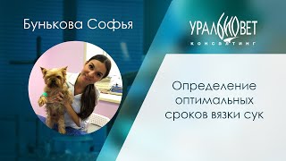 Определение оптимальных сроков вязки сук. Бунькова Софья #убвк_репродуктология