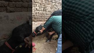 how to inject IV injection administration in jugular vein of Buffalo by Dr.P.Dahiya cure with IV