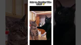 Cats Defying Physics (Badly) #funny #cat #fails