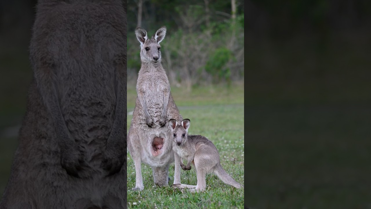 Baby kangaroo drinks milk before hopping off to bed