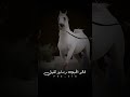 حبيت غزاله وتعبانى 