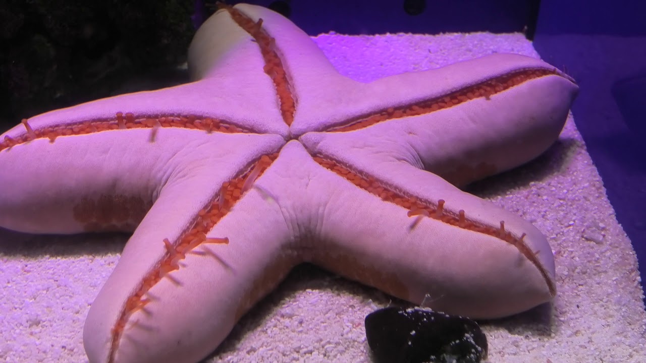 カワテブクロ (沼津港深海水族館/静岡県) - YouTube カワテブクロ (沼津港深海水族館/静岡県) - YouTube
