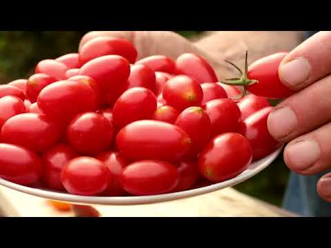 Video: Jsou rajčata Juliet determinovaná nebo neurčitá?