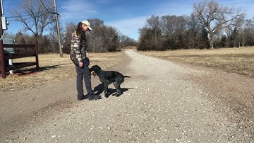 Force Fetch Tutorial for JGHV Dog Owners - Day 10: Double Mark with Deutsch Drahthaar
