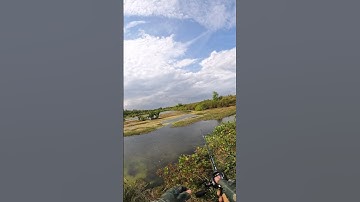 Câu cá chẽm đầm rong #fishing