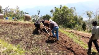 NILCED Ox Plowing Class: Who's the boss?