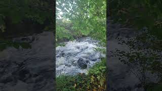 forest in Ireland