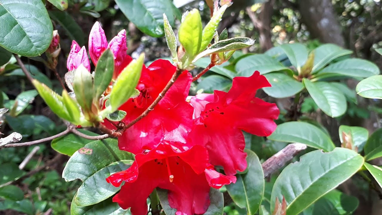 Rhododendron garden : Canada Mission[벤쿠버 만병초 정원] #2,