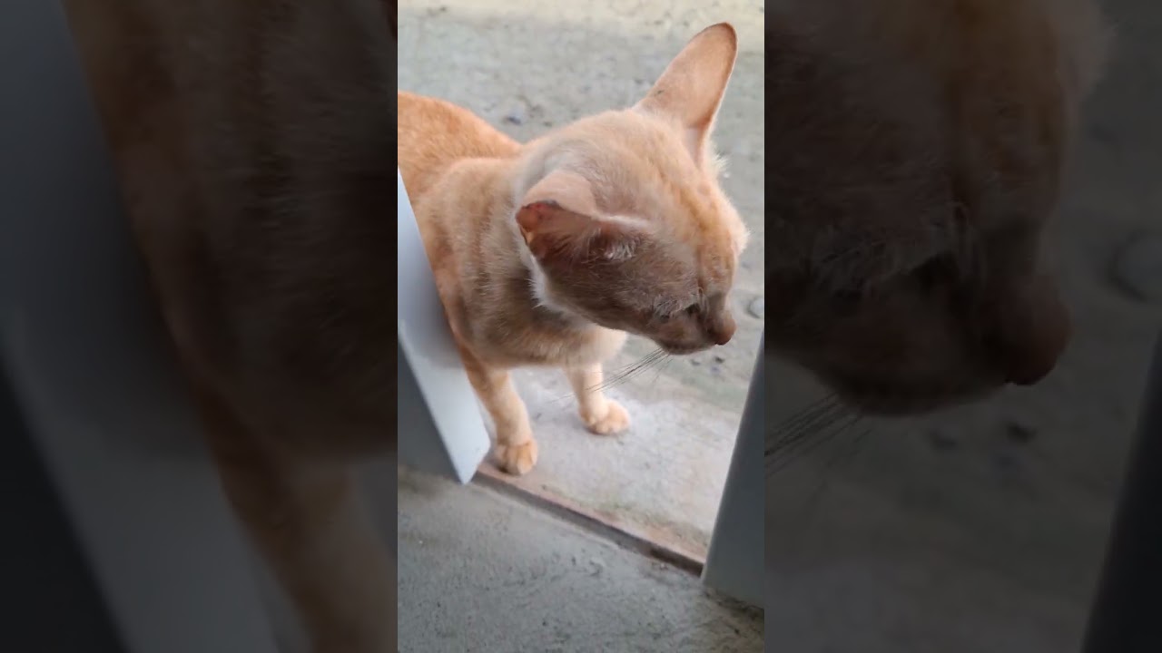 orange cat looking for attention