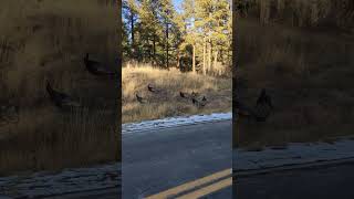 Haal je portemonnee tevoorschijn. We worden zo overvallen door wilde kalkoenen!