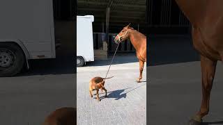 A Dog Leads a Horse Around