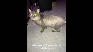 2fluffypuffsandabrisket When Your 22 Year Old Cat Still Hunts She Makes Sure She Lets You Know So