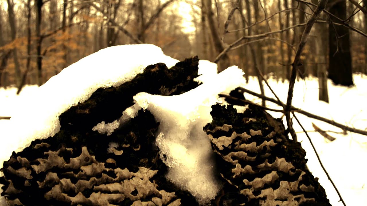 Winter Teaser Short (Full Draw Addiction)