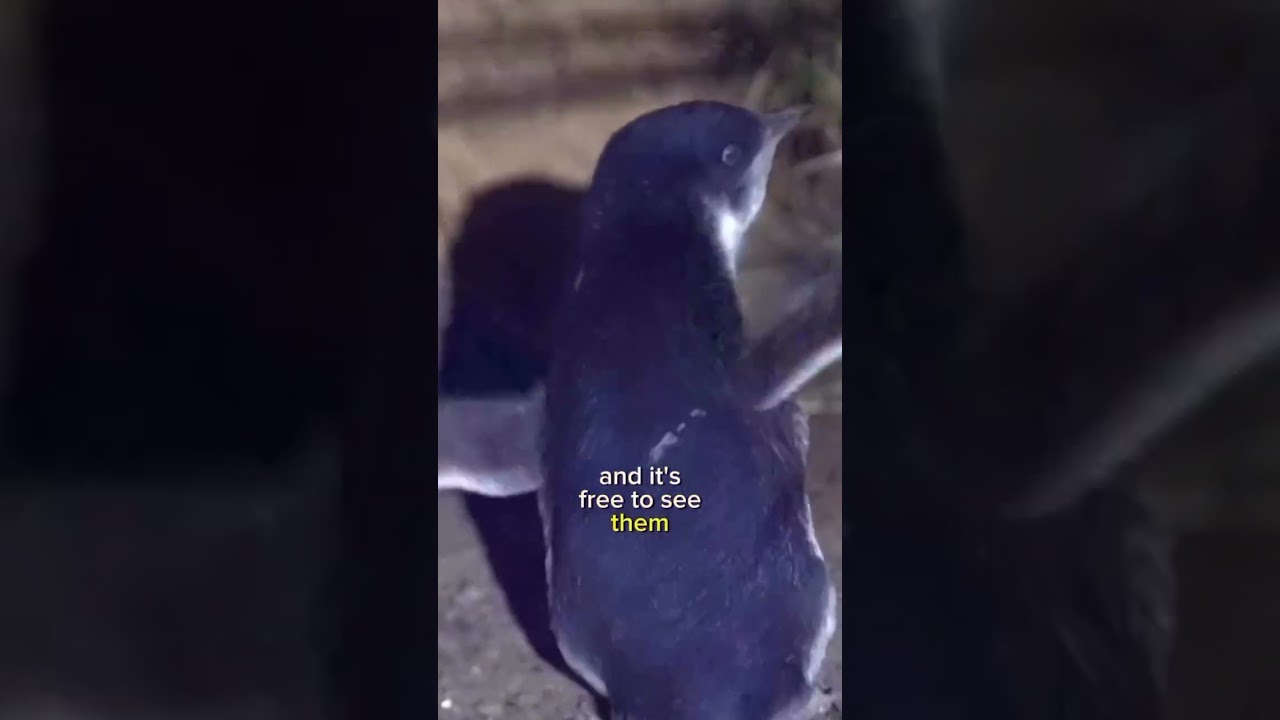 Have you been here yet? Every evening at dusk, the world’s smallest penguins waddle out of the surf