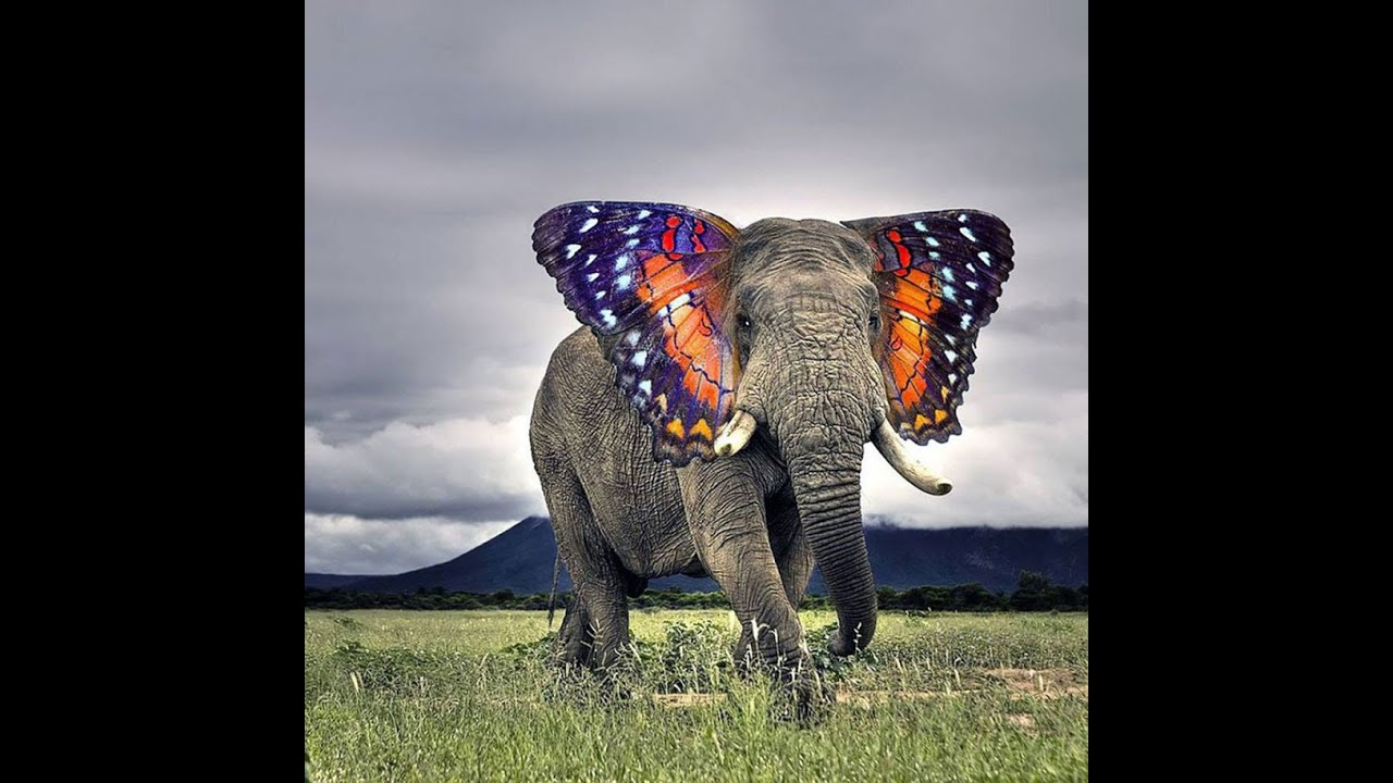 MUST SEE 2021 top hybrid animals of 2021 YouTube