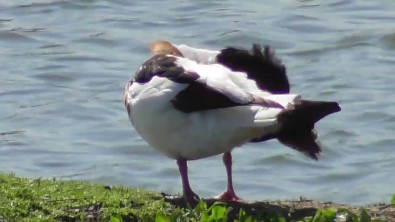 rain man Shelduck Tadorna couple British Birds UK at Upton Warren
