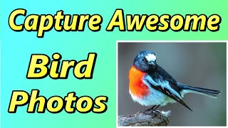 Get Awesome Bird Photos Using Nikon 200-500mm Lens