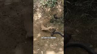 ¡Inmune al Veneno! 🐍 Mangosta vs Cobra #MangostaVsCobra #VidaSalvaje