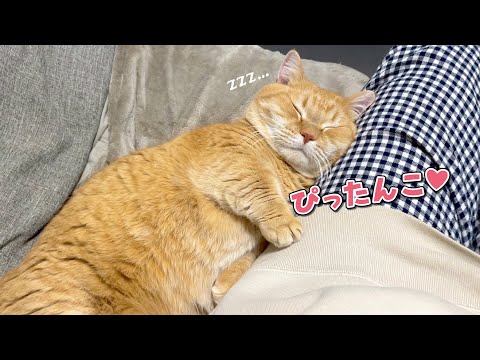 年越しを待てずにママにくっついて寝ちゃう猫が可愛すぎた！ - YouTube