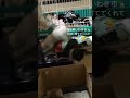 保護猫