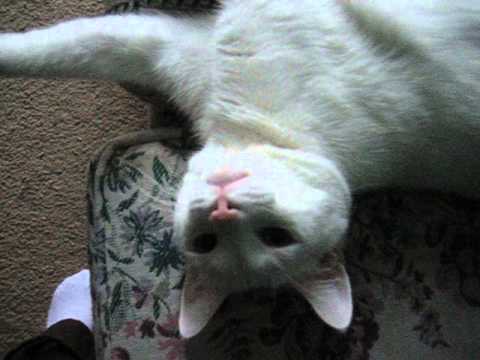 catnip oil Old video of Jupiter!