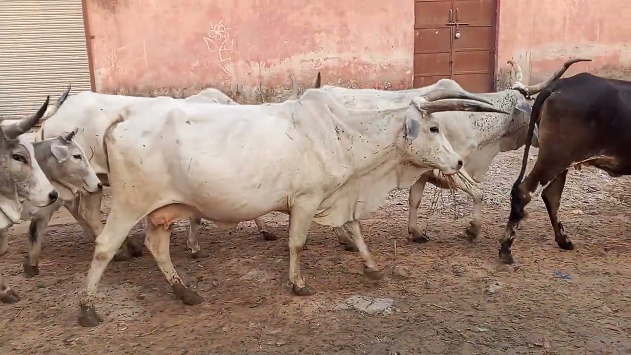 देखलो र हिन्दूऔ #गऊ_माता कुकर बीरान होरी है 