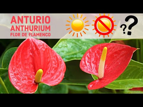 Video: Anturio O Flor De Flamenco