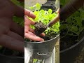 ✂️ I THINNED MY MICROGREENS… THEN THIS HAPPENED! #Microgreens #GardeningASMR #GrowYourOwnFood
