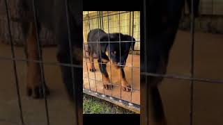 German Rottweiler Puppy 10 weeks son of Doctor Timit Tor  ( Haus of chaldea)