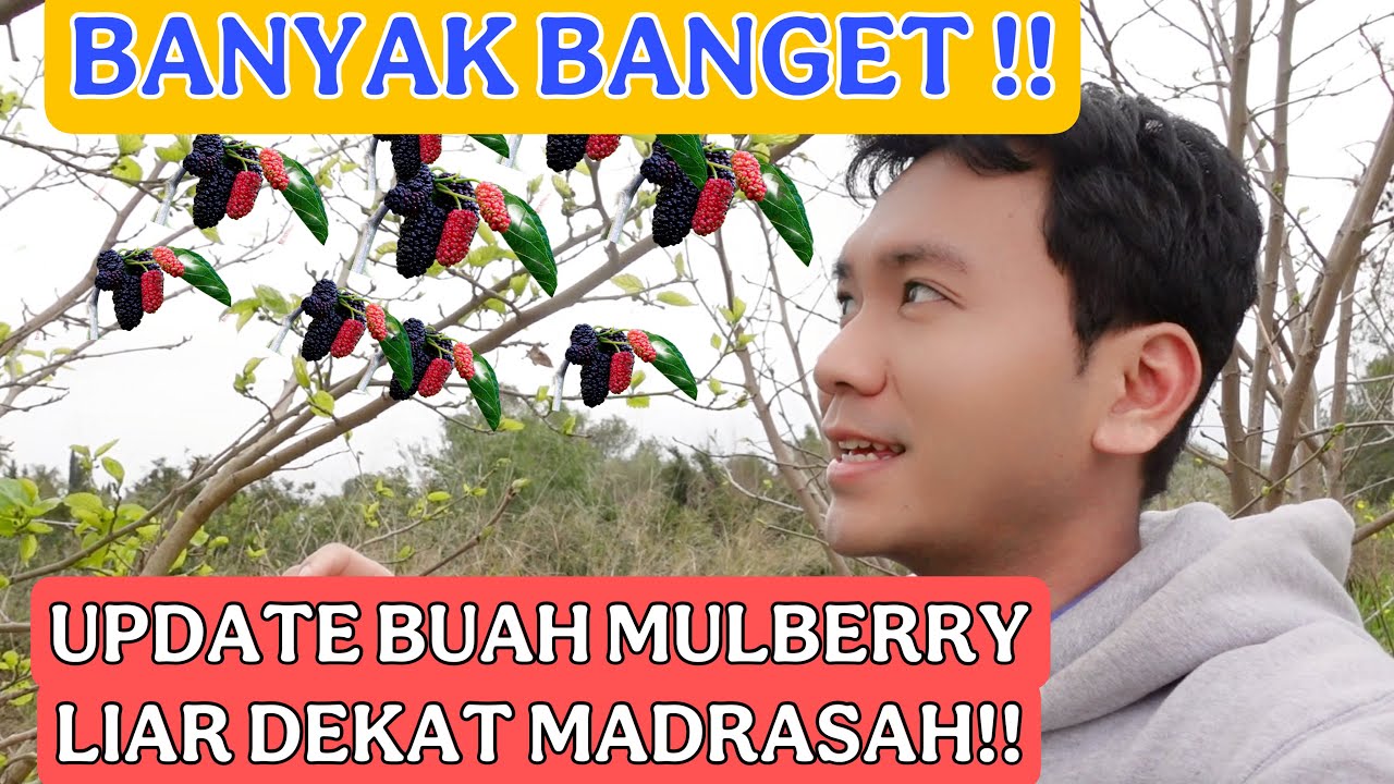UPDATE BUAH MULBERRY LIAR DEKAT MADRASAH!! BUANYAK BANGET TAHUN INI PANEN !!