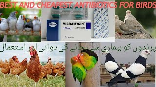 Best Antibiotics For Birds Birds Care Urduhindi