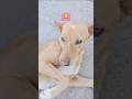 funny dog videos 😂😂 #funnydogmemes#funnydogvideo#funnydogclips #comedydog