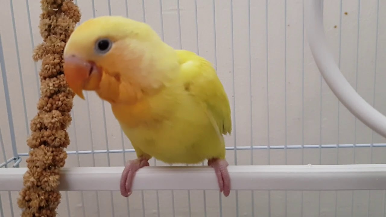 lovebird lutino