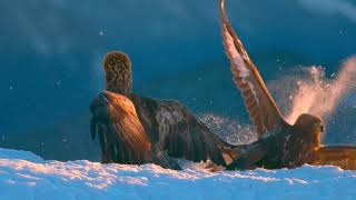 The Beautiful On Earth my Name Is Lincoln  Steve Jablonsky