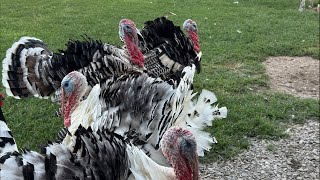 Let’s Feed the Whole Farm! 🐔🦆🦃🪿