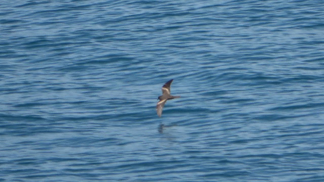 Markham's Storm-petrel, S of Arica, Humboldt Current, 14th February 2020