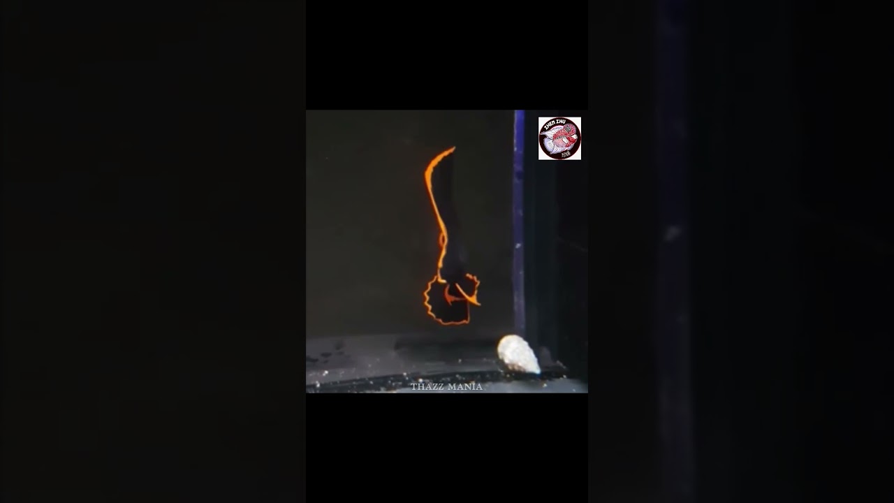 Comment below if you know name of this species 