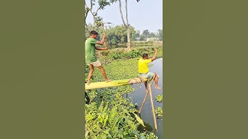 Sitting on the top of a banana tree, catching fish