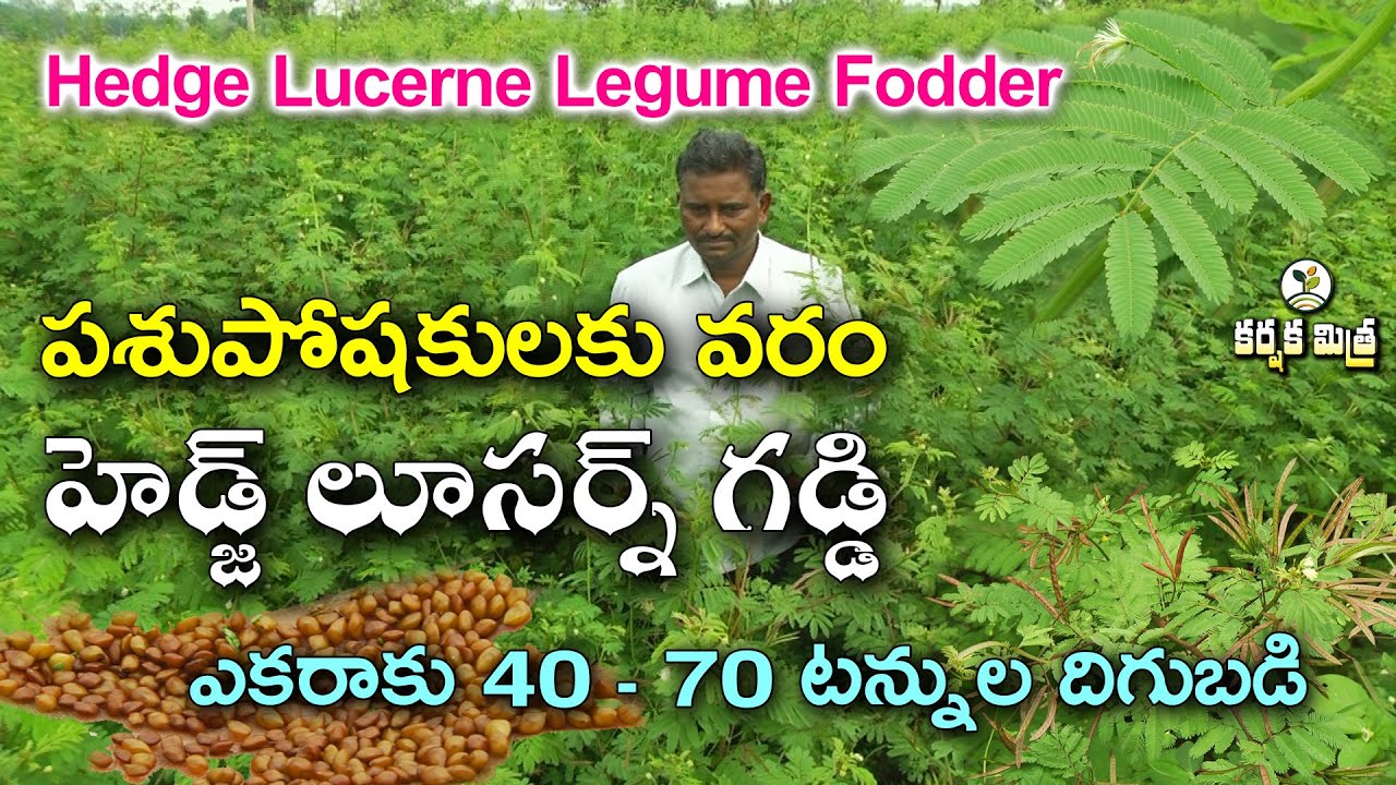 పశుపోషకులకు వరం హెడ్జ్ లూసర్న్ || అధిక మాంసపుకృతులు అధిక దిగుబడి || Hedge Lucerne || Karshaka Mitra